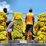 Workers preparing to sell oranges in Brazil