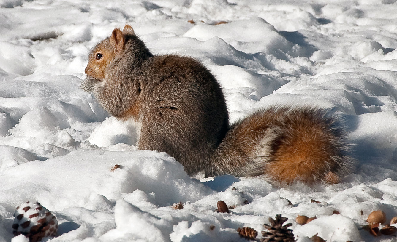 Eastern gray squirrel in Portsmouth
