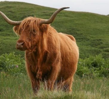 highland cow in Hart, South East