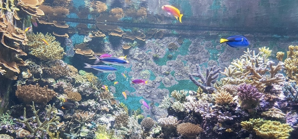 SEA Aquarium (Sentosa Island) Singapore