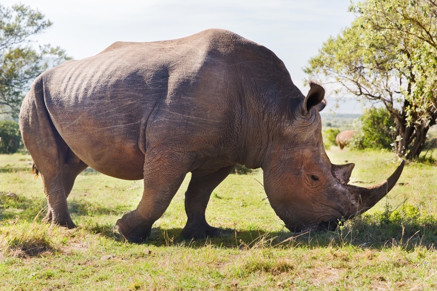 Rhino, Savannah, Africa