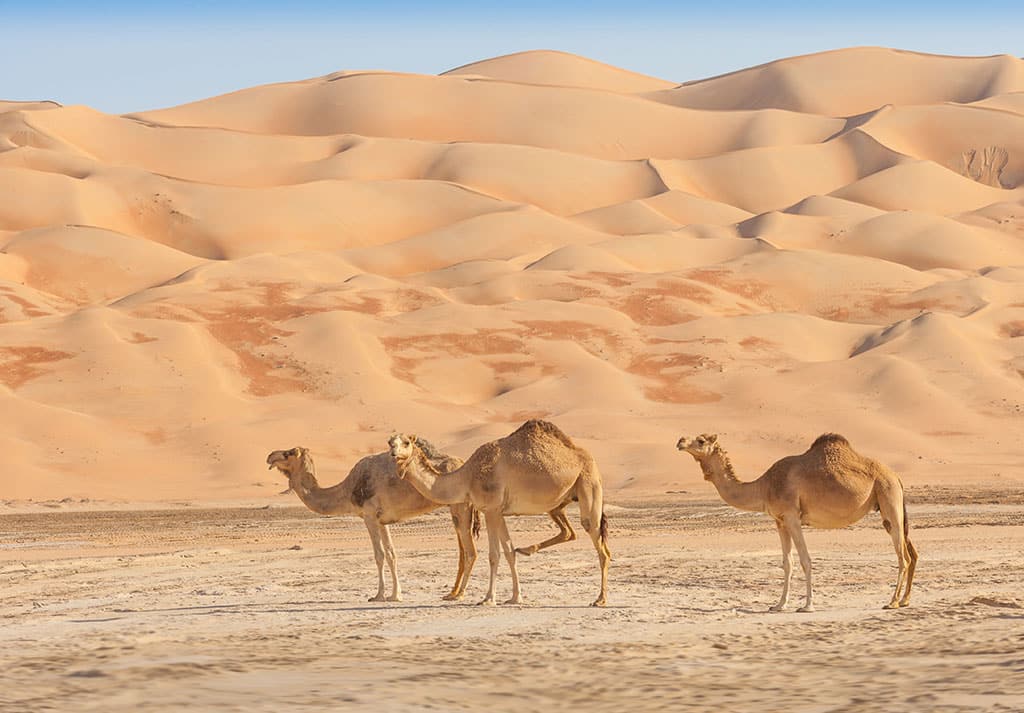 The Arabian Desert, Dubai (United Arab Emirates)