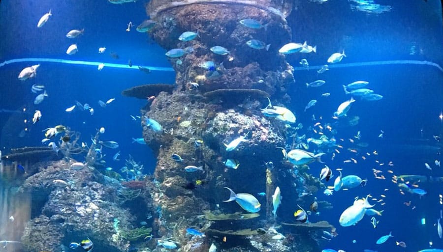 SEA Aquarium (Sentosa Island), Singapore