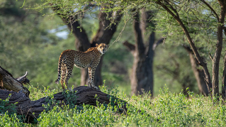 Fantastic Safari Trips To Visit in Africa - CEOWORLD magazine